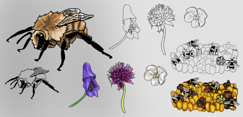 Illustrationen der Ackerhummel mit Nistplatz und ihren bevorzugten Pflanzen.