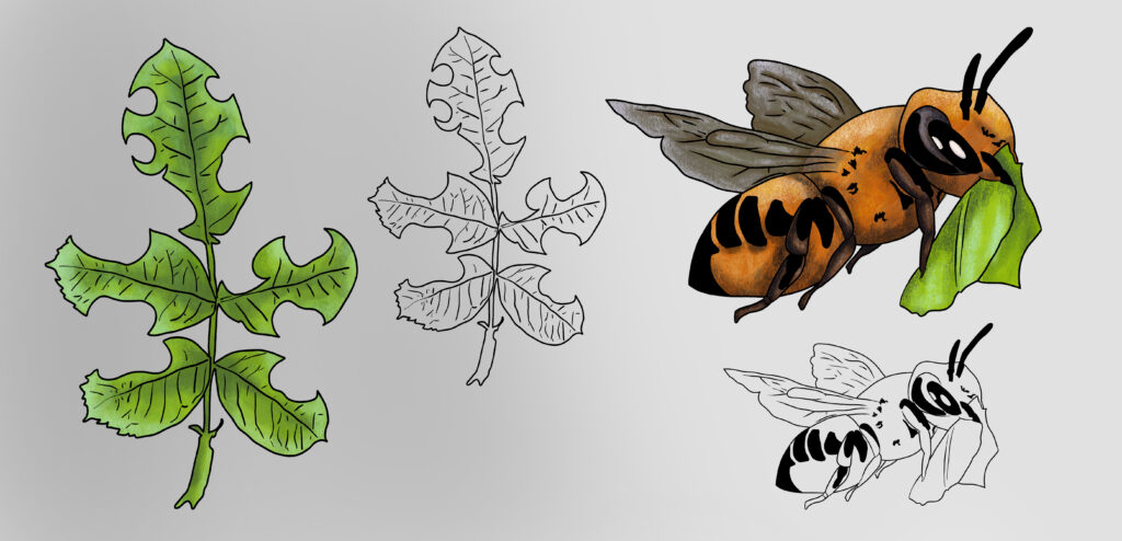 Illustrationen der Blattschneiderbiene von Kaffee & Köpfe